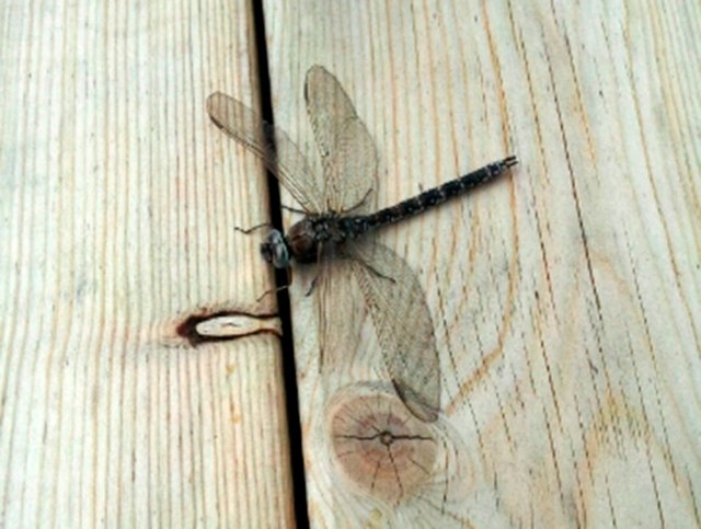 Øyenstikker på terrassen