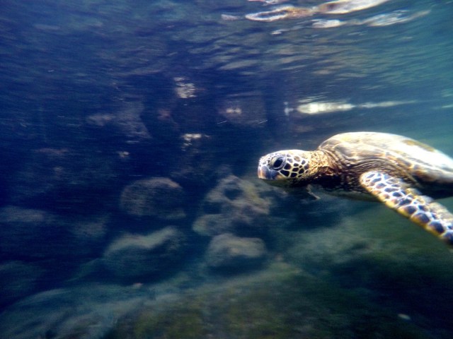 skillpadde-kiholo-bay-hawaii-happytimes
