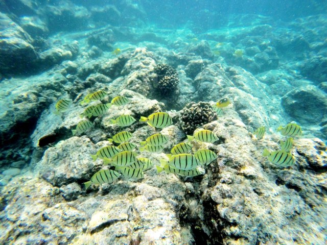 snorkling-kealakekua-bay-hawaii-happytimes
